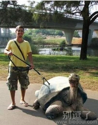 从来没见过这么大的宠物乌龟 从来没见过这么大的宠物乌龟