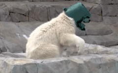 熊：让我装个逼先，我擦。