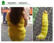 一样的颜色一样的体型
