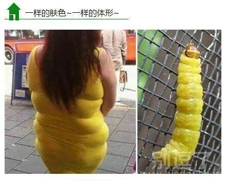 一样的颜色一样的体型