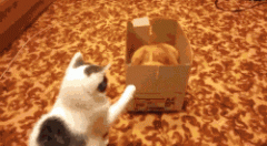 猫咪也会玩战术啊，，，
