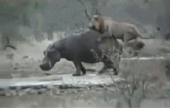 好久都没洗澡了身上都长狮子了