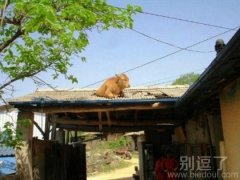 怎么上去的,不解啊 怎么上去的,不解啊
