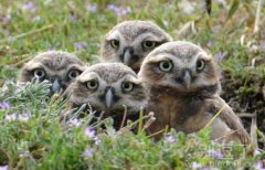 猫头鹰的眼神太囧了 猫头鹰的眼神太囧了