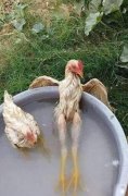只是泡个澡而已