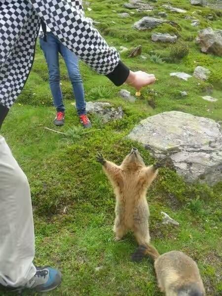 一个想要吃东西的小狗狗。 一个想要吃东西的小狗狗。