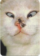 看你把老娘斗鸡眼都逼出来了