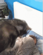 汪星人变身免费按摩师