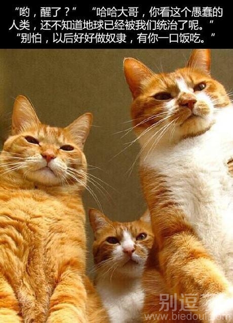 来人啊喵星人要逆袭了,特种部队在哪? 来人啊喵星人要逆袭了,特种部队在哪?