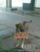 狗狗说它不咬人! 狗狗说它不咬人!