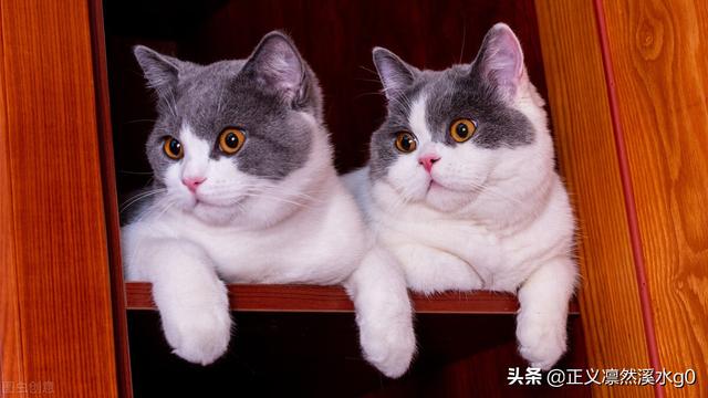 笑话连篇(238) 笑话连篇(238)