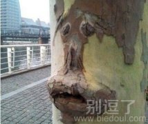 可怜的大叔(大树) 可怜的大叔(大树)