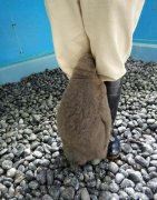 哥们脚下的兔子。。 哥们脚下的兔子。。