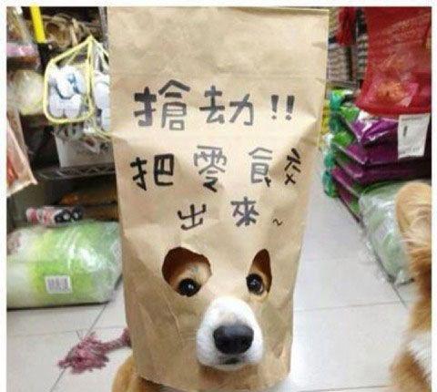 汪星人狗狗抢劫零食