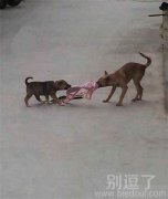 单身狗来一战吧! 单身狗来一战吧!