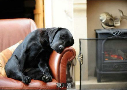 狗狗社会中的三六九等级