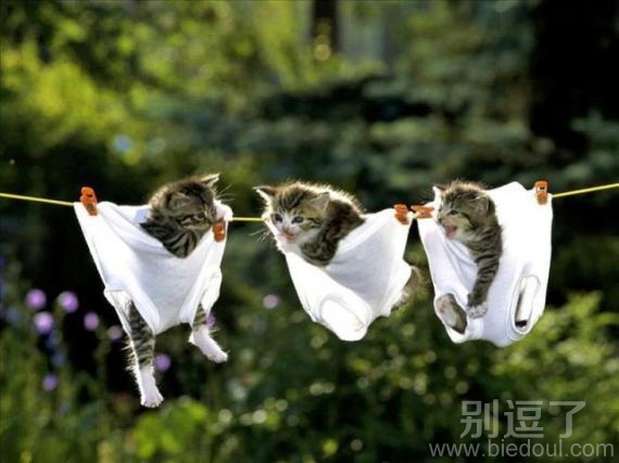 被吊起来的猫咪。