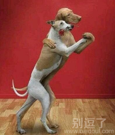 正在跳舞的汪星人。