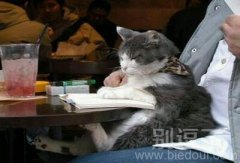 正在读书的喵星人。