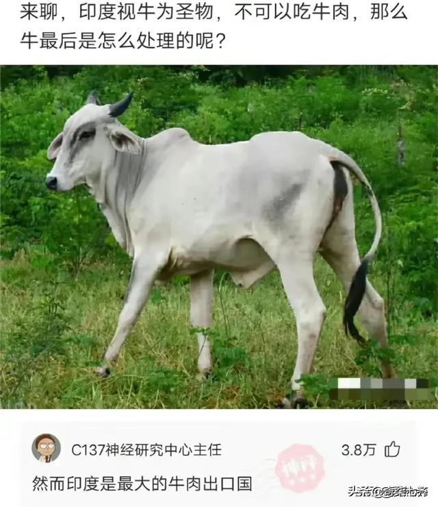 神评爆笑合集:做菜需要去超市买菜,而不是去超市拿 神评爆笑合集:做菜需要去超市买菜,而不是去超市拿