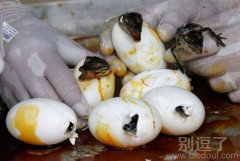 鳄鱼出世的过程。