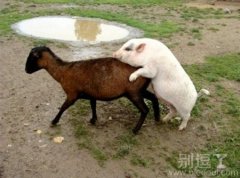 放弃吧，你们是没有结果的