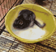 面粉不是给你滚的啊