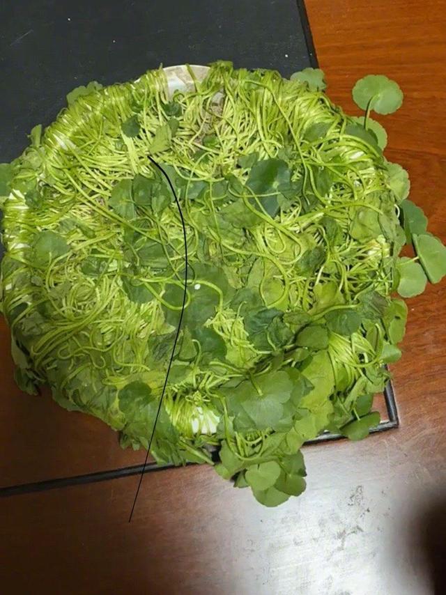 开心一刻:发传单的最高境界,让人难以拒绝 开心一刻:发传单的最高境界,让人难以拒绝