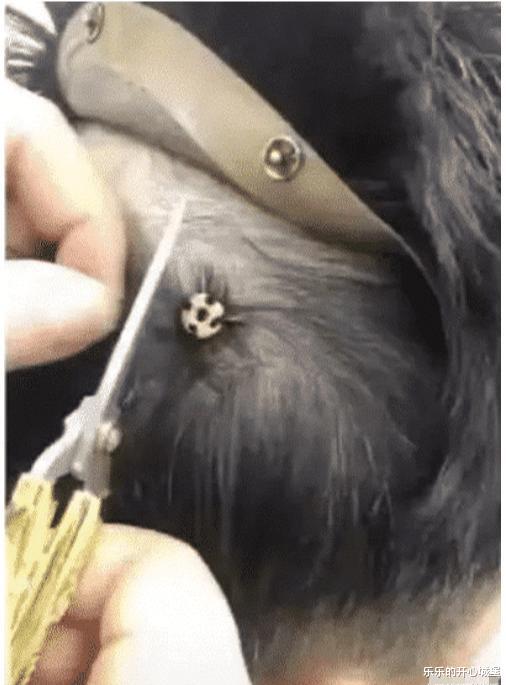 “情侣之间如何跨过屎尿屁的坎?第2位网友说的很接地气啊!”哈哈哈哈~ “情侣之间如何跨过屎尿屁的坎?第2位网友说的很接地气啊!”哈哈哈哈~