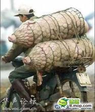 八戒 一路走好 八戒 一路走好