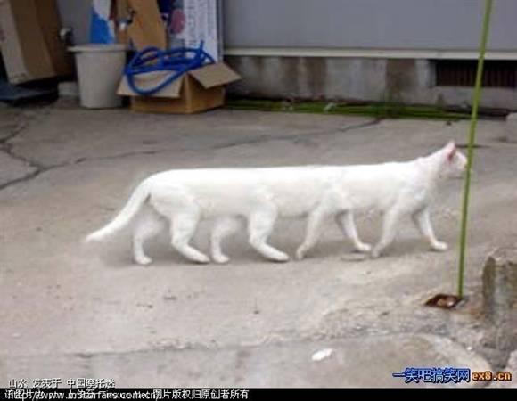 猫咪会不会自己把自己拌倒了 猫咪会不会自己把自己拌倒了