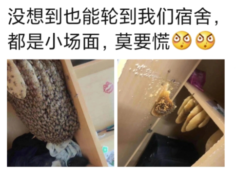 “没想到也能轮到我们宿舍,这下有口福了!”哈哈哈……都是小场面 “没想到也能轮到我们宿舍,这下有口福了!”哈哈哈……都是小场面