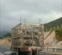 勒的老猪肚子疼呀 勒的老猪肚子疼呀