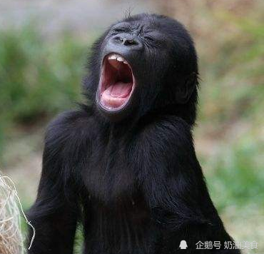 搞笑段子:去年纹了个好看的毒蝎子在肩上,结果胖了40斤,这倒好 搞笑段子:去年纹了个好看的毒蝎子在肩上,结果胖了40斤,这倒好