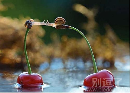世界上最远的距离莫过于此,蜗牛的爱情 世界上最远的距离莫过于此,蜗牛的爱情