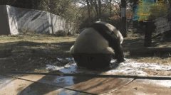 一个脸盆装得下嘛 一个脸盆装得下嘛