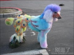 孔雀狗好漂亮哦。