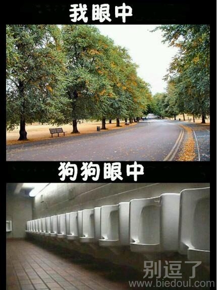 在我眼中与在狗狗眼中。 在我眼中与在狗狗眼中。