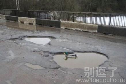 这鸭子也太野了！