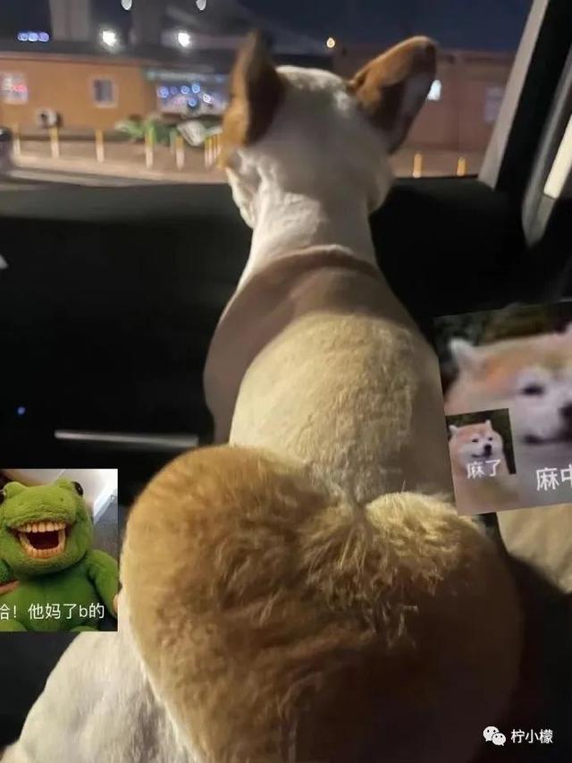 当你在学校剪了个明星同款的发型后....网友经历笑到窜稀哈哈哈哈 当你在学校剪了个明星同款的发型后....网友经历笑到窜稀哈哈哈哈