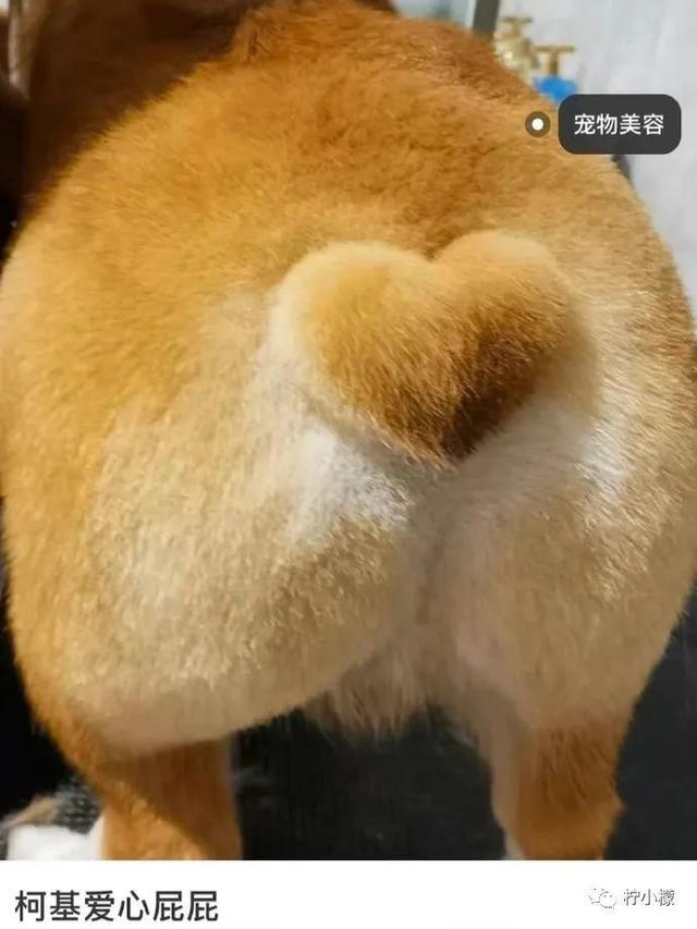 当你在学校剪了个明星同款的发型后....网友经历笑到窜稀哈哈哈哈 当你在学校剪了个明星同款的发型后....网友经历笑到窜稀哈哈哈哈