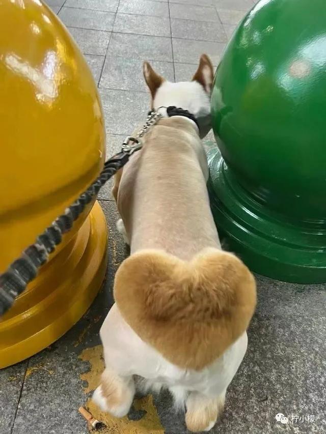 当你在学校剪了个明星同款的发型后....网友经历笑到窜稀哈哈哈哈 当你在学校剪了个明星同款的发型后....网友经历笑到窜稀哈哈哈哈