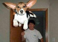 汪真的是好拼啊。 汪真的是好拼啊。