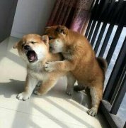 你们这是在当众秀恩爱！