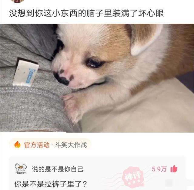 神评爆笑合集:跟姐姐相亲,我却看上了妹妹,我该怎么办啊? 神评爆笑合集:跟姐姐相亲,我却看上了妹妹,我该怎么办啊?