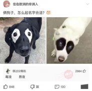 神评爆笑合集：跟姐姐相亲，我却看上了妹妹，我该怎么办啊？