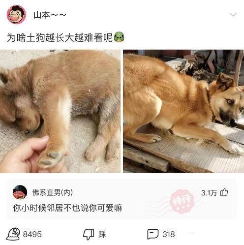 神评爆笑合集:跟姐姐相亲,我却看上了妹妹,我该怎么办啊? 神评爆笑合集:跟姐姐相亲,我却看上了妹妹,我该怎么办啊?