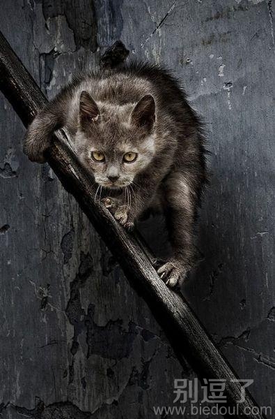动作片--猫咪试验黑神