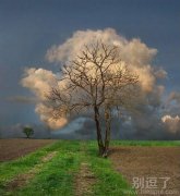 云与树，自然和谐共处