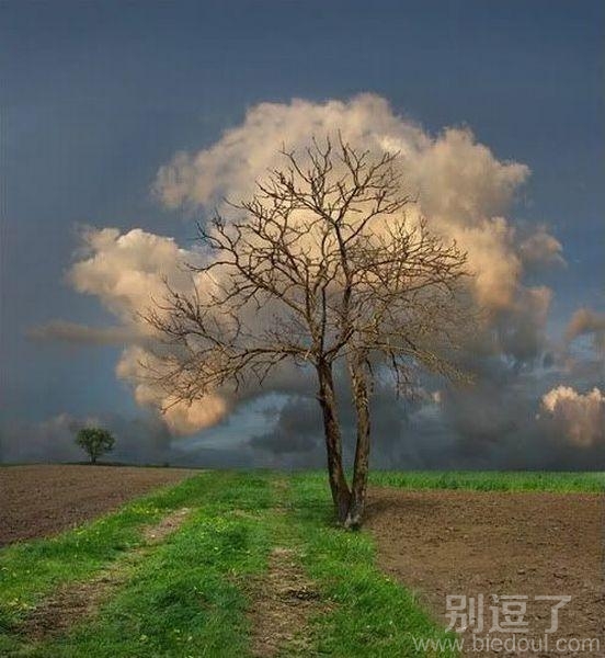 云与树,自然和谐共处 云与树,自然和谐共处